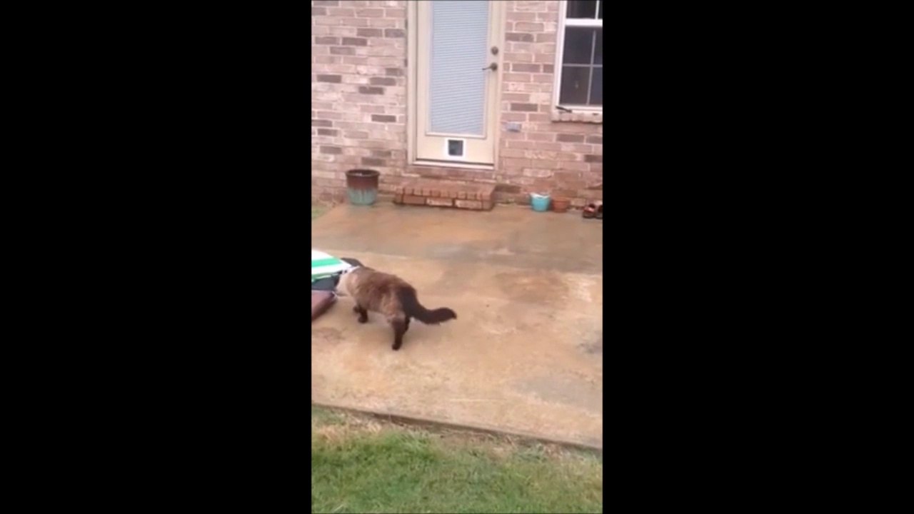 Chatière toute neuve... Mais inutile! FAIL...