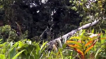 5 Yıl Sonra Sahibini Gören Goril ve bütün amator videolar