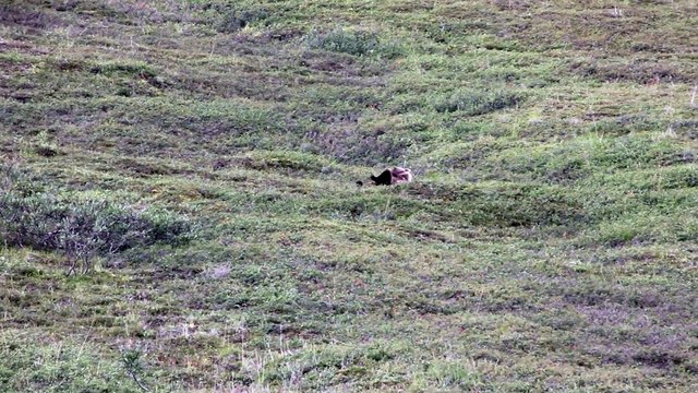 Grizzly Bear rolling down a hill at Denali National Park.