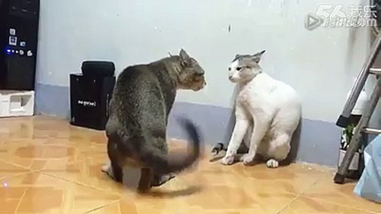 cats fight