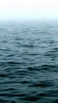 Humpback Whale - Whale Backflip - amazing Whale Backflip