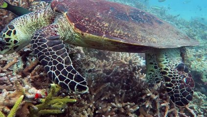 Simply Scuba Tioman Trip 210815
