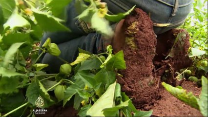 Djeca 'berači' rade na meksičkim farmama