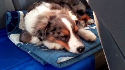 HOŞUNA GİDEN ŞARKIYI DUYAN KÖPEK ŞARKIYA EŞLİK ETTİ