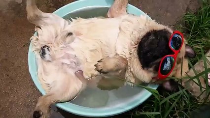 Horlayarak Uyuyan Köpek