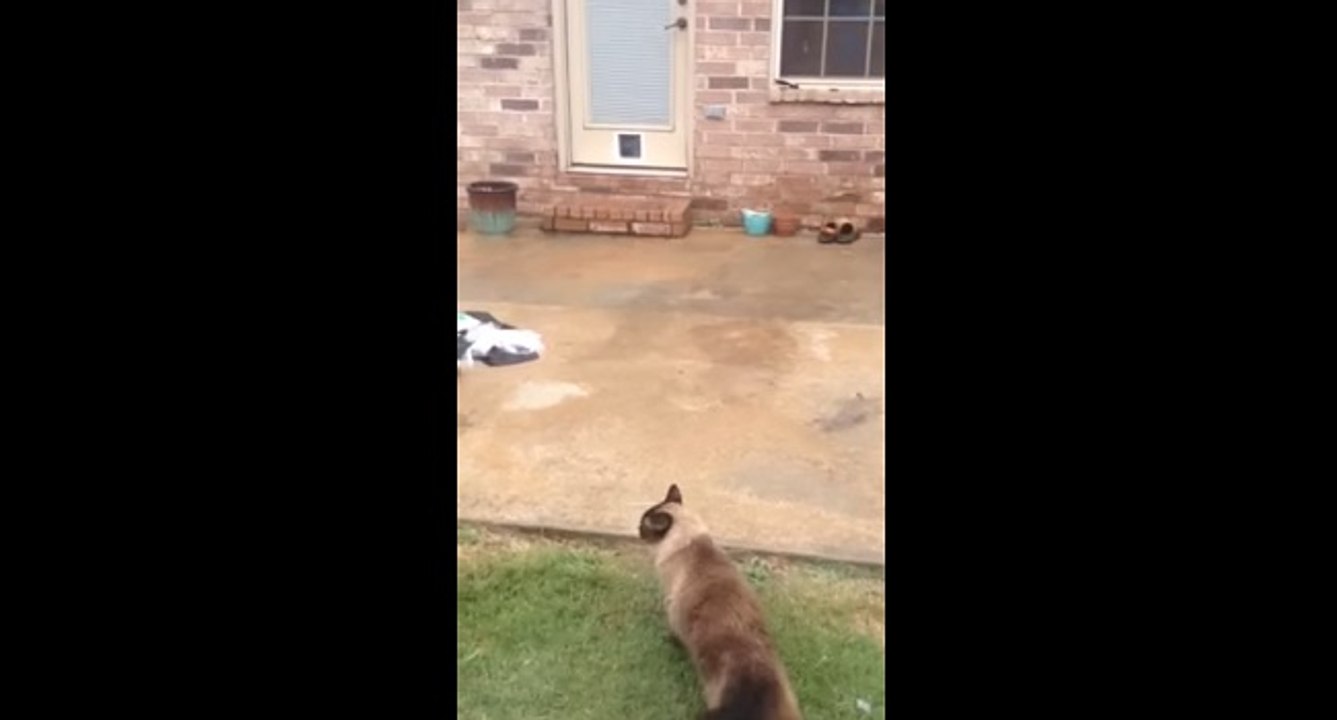 Philo le chat qui n'aime pas les trappes