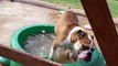 Bulldog Loves to Splash in Kiddie Pool