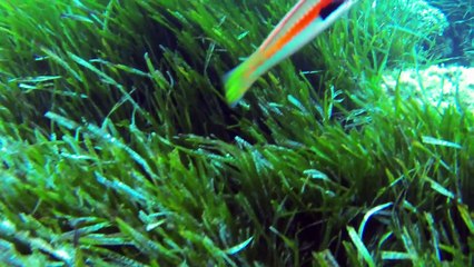 six-fours les Magnons