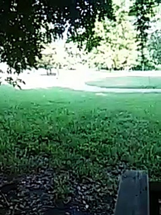 Real monkey zombie nigger n progress Memphis