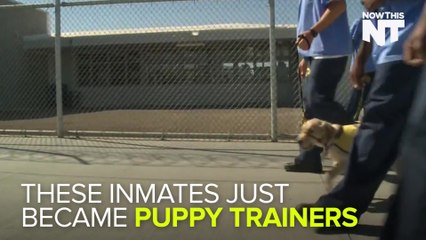 Inmates Are Helping Train Puppies To Become Service Dogs