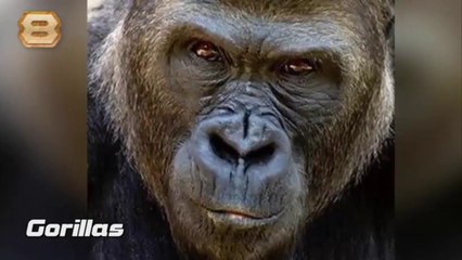 MOST DANGEROUS ANIMALS IN THE WORLD,greate white shark,elephant,gorilla,crocodile,hippo,infoprovider