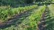 Growth of Green Giants in the Field After Planting