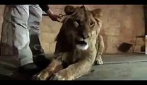 Lion Attacks a woman, 4 ribs broken, OMG!!!