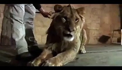 Lion Attacks a woman, 4 ribs broken, OMG!!!