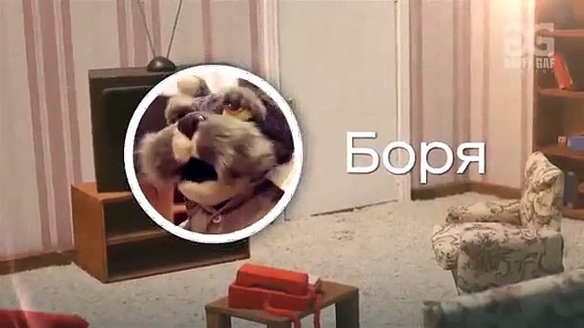 Новые мультики приколы Новинки смешные мультфильмы Кошаки Серия 1