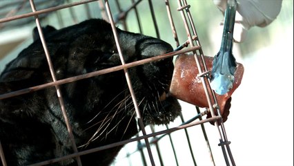 Leopards Licking Bloodsicles In Slow Motion