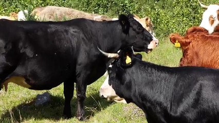 John Dewar & Sons Helps Power Thousands of Scottish Homes | Bacardi