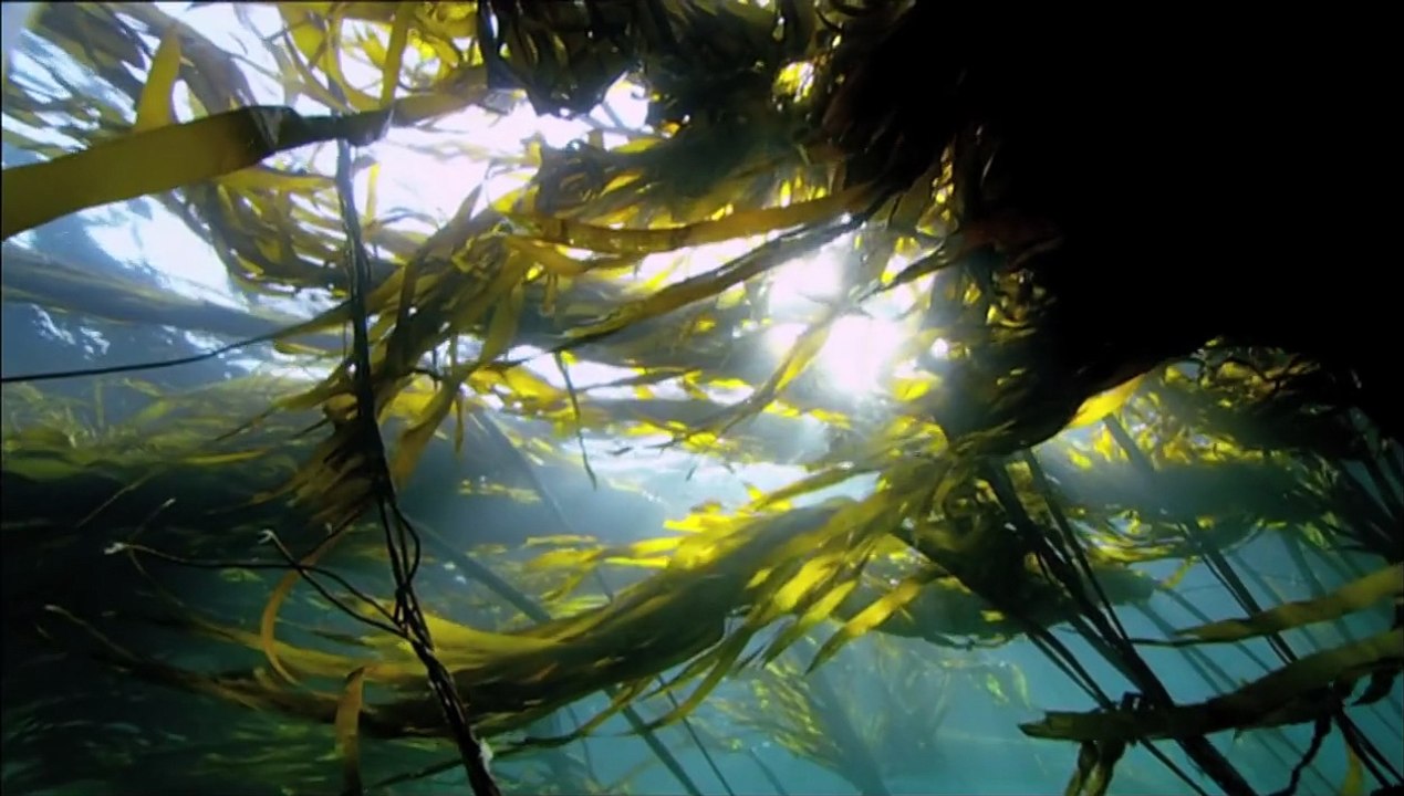 A Natureza está Falando - Maria Bethânia é A Mãe Natureza  Conservação Internacional (CI)