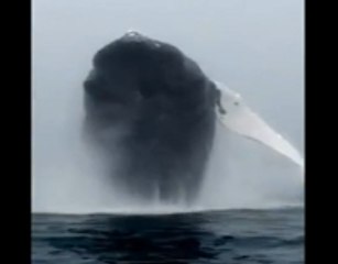 Increible Salto de una Ballena Jorobada