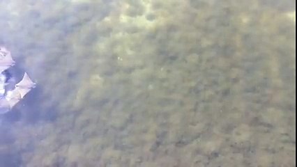 Migration de centaines de raies