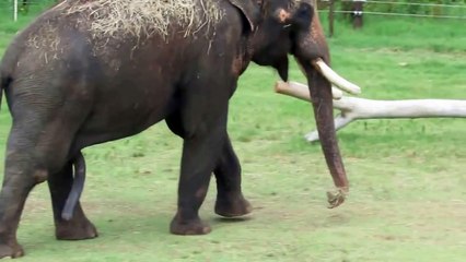 Un éléphant se gratte le ventre avec son pénis