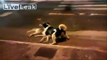 LiveLeak   Dog tries to protect killed companion-copypasteads.com