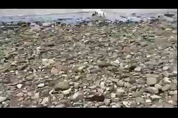 Dog save a dolphin baby from death