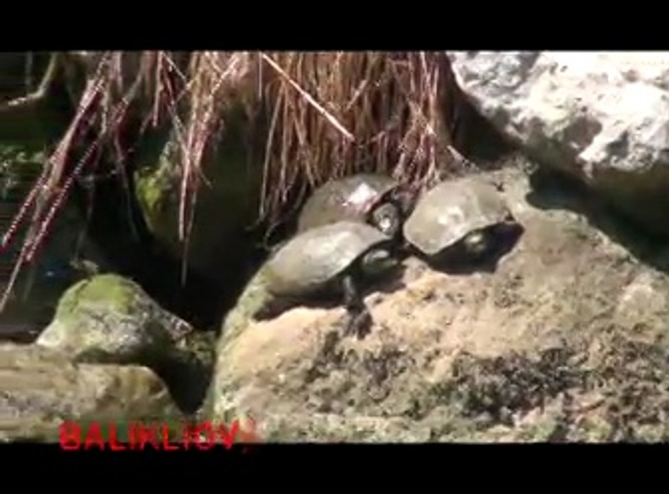 Balıklıova ve Kaplumbağaları