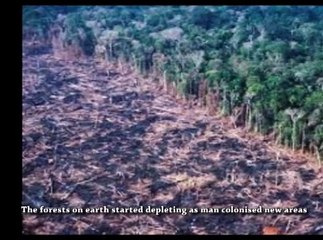 A brief History of man & trees