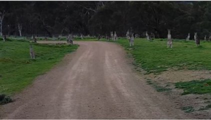 Dawn Of The Kangaroos