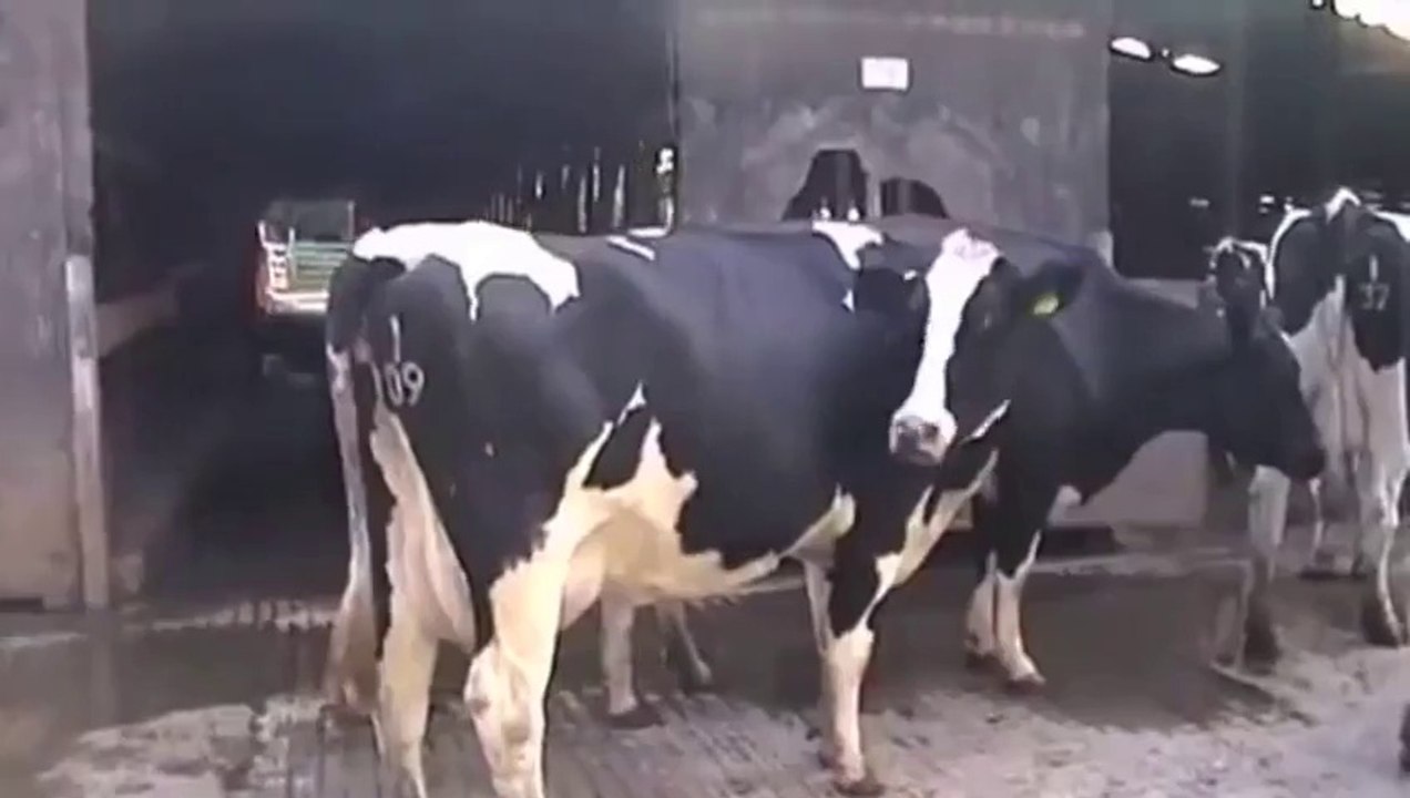 Funny Cows Get Autotuned And The Result Is Hilarious
