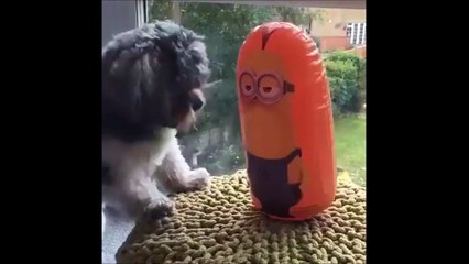 Guess Who Will Win The Fight Between A Puppy And A Minion