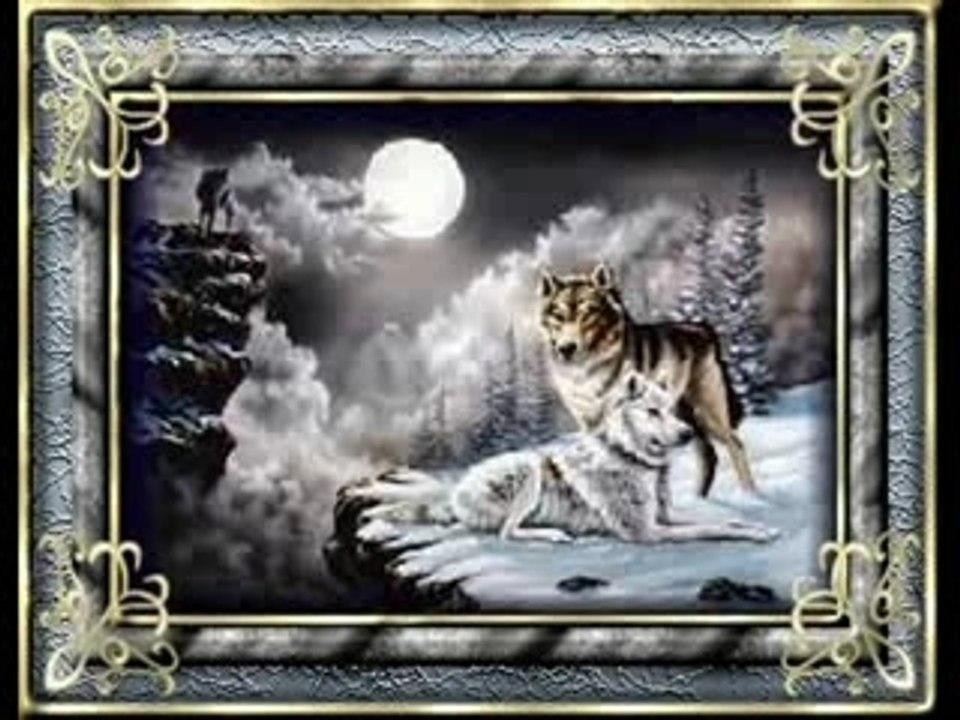 Nos amis chiens et chats , nouky