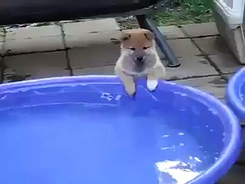dog playing alone