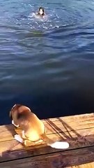 dog rescuing a child from drowning