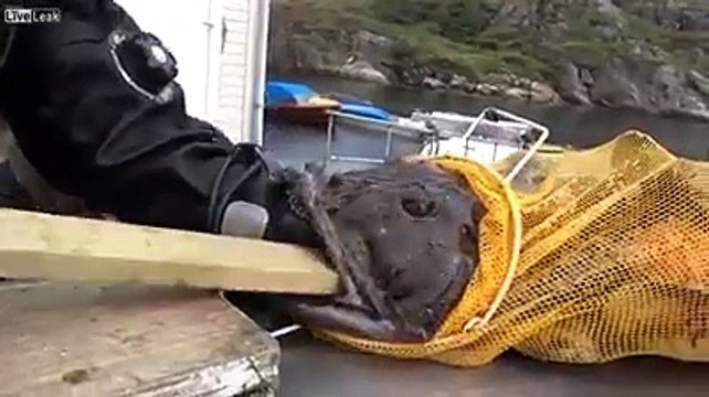 Noodling in Russia comes with its own unique challenges.