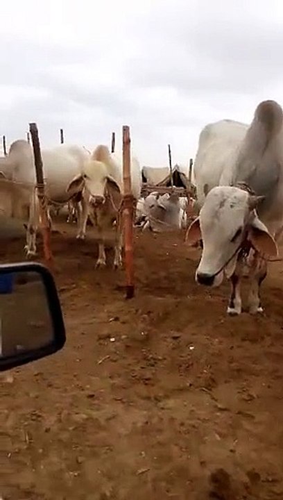 Sibbi Bhaagnaari