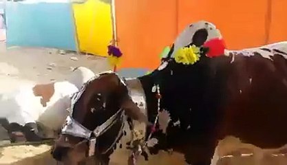 Allah o Akbar Amazing Bull Must Watch