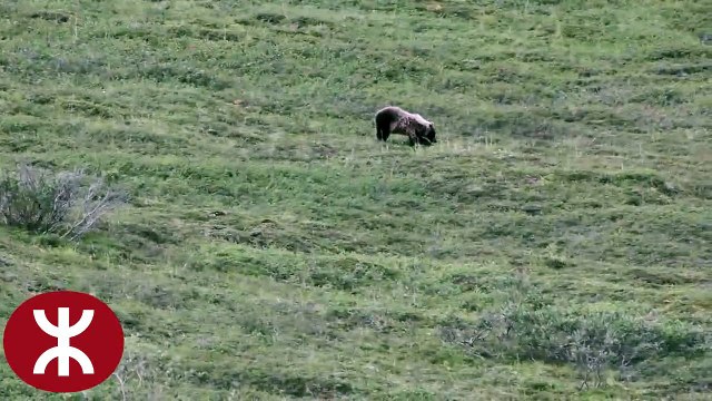 Grizzly Bear rolling down a hill in Denali National Park.