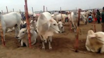 Block 13 Sibbi Bhagnaari Cow Mandi Karachi