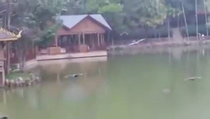 HD Girl Scene And PeaFOWL