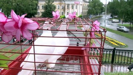 ОБРУШЕНИЯ ДОМА  В МОМЕНТ СВАДЬБЫ ЖЕНИХА И НЕВЕСТЫ