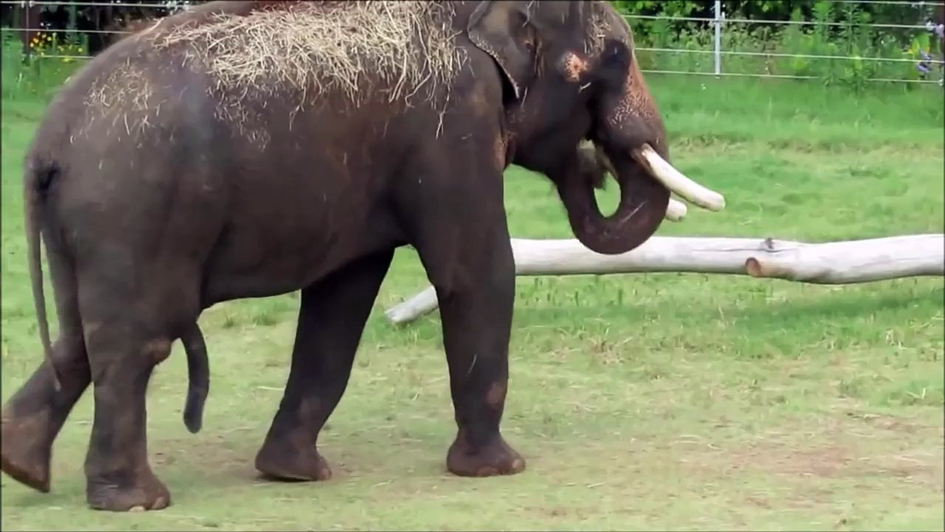 Elephant Cocks