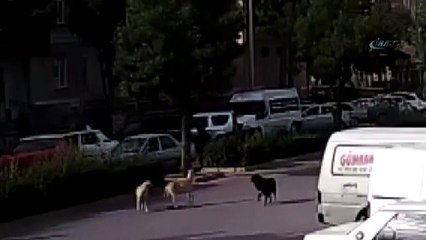 Köpekten korkup kaçan kızlara otomobil çarptı