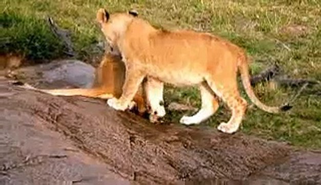 Animals Video - African Animals - Lion Video - Lions Playing - Baby Lions - African Lion