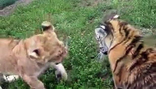 Animals Video - African Animals - A Man With Lions and Tiger - Lions Vs Tigers - Tiger Video - Lions