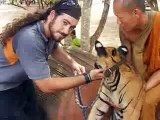 Animals Video - African Animals - A Man With Tiger -  Tiger Video - Tigers - Asian Tiger
