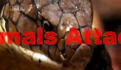 Elephant vs Rhino Fighting Real Life - Animal attack