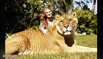 Largest Big Cat In The World (Lion Tiger Hybrid - Liger)