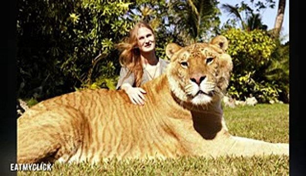 Largest Big Cat In The World (Lion Tiger Hybrid - Liger)